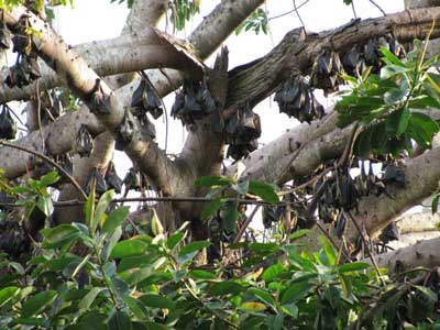 Bats on Fruit Bats