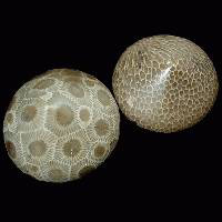 Petoskey Stone