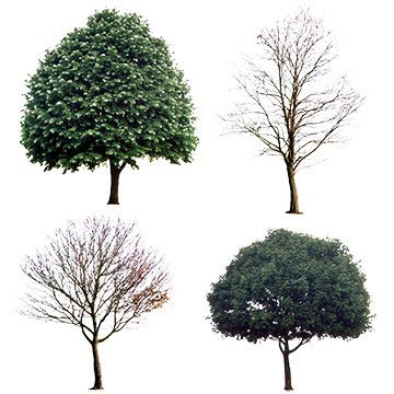 More information about "Trees (Spring and Autumn)"