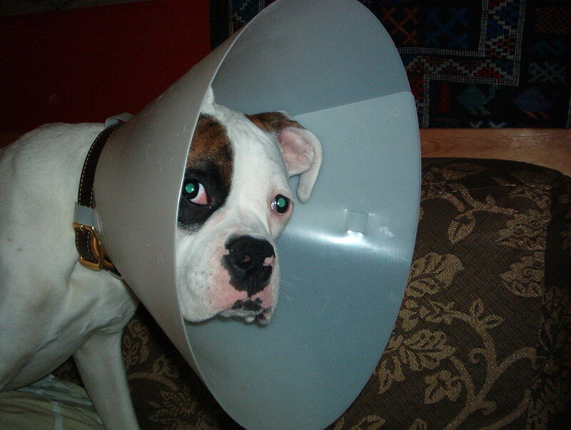 1280px-Cone-head_Reni_-_dog_in_Elizabethan_collar.jpg